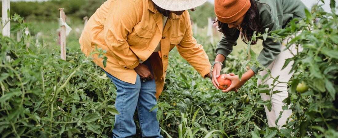 The Commons: A Story of Reworking an Old Idea for Next-Generation Farmers