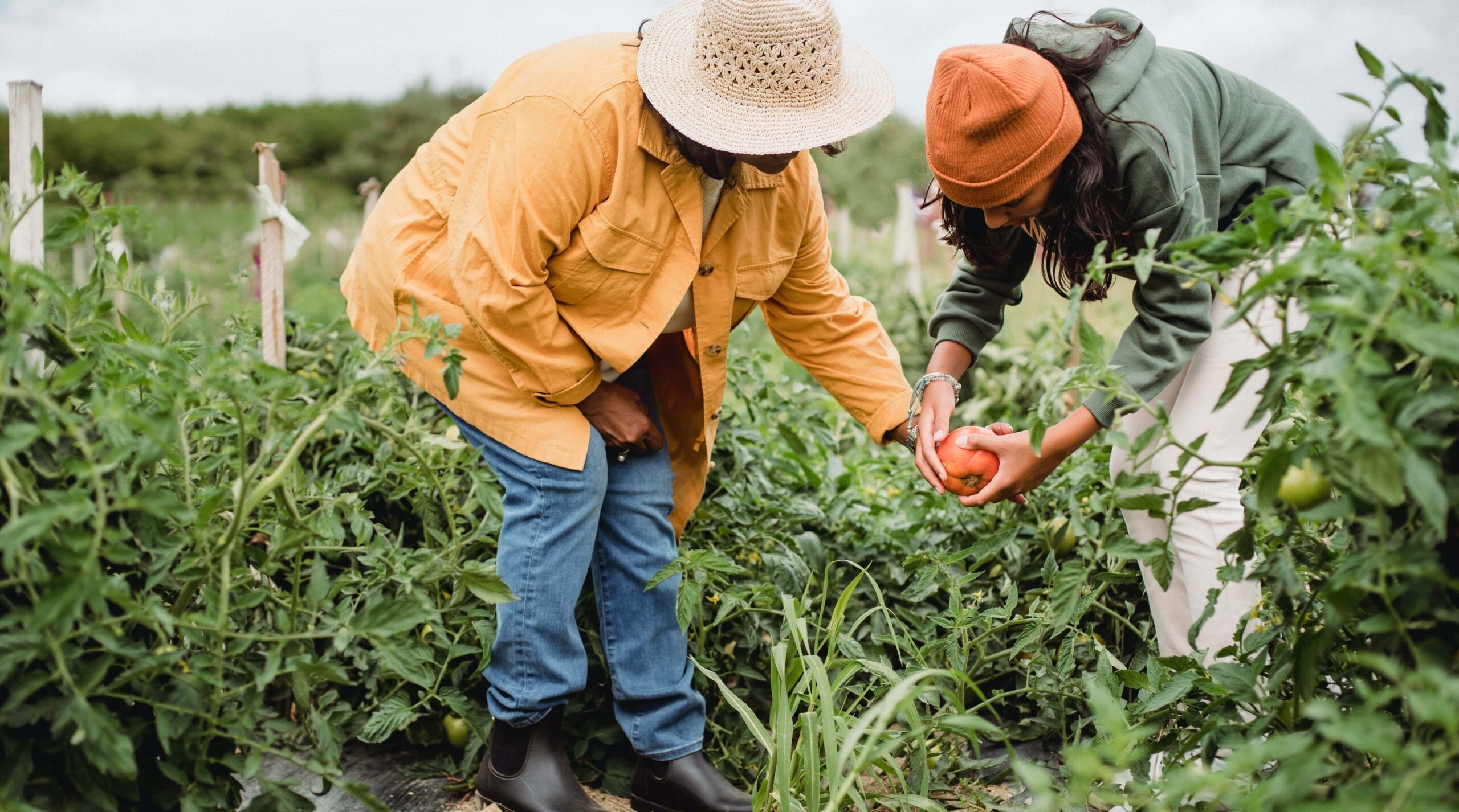 The Commons: A Story of Reworking an Old Idea for Next-Generation Farmers