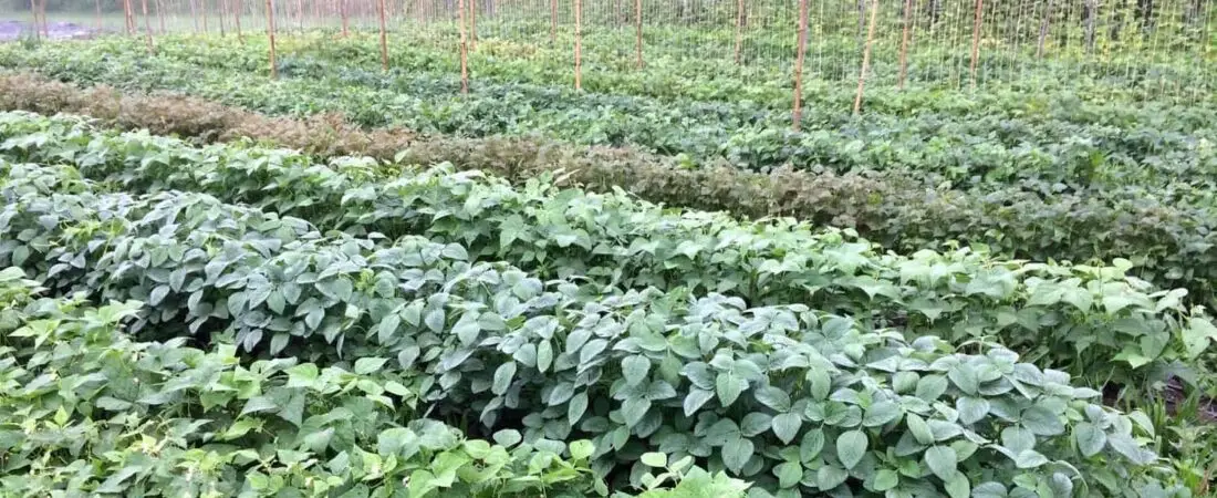 It’s e-Farmony: Suzanna Denison Pairs Landless Farmers with Landowners