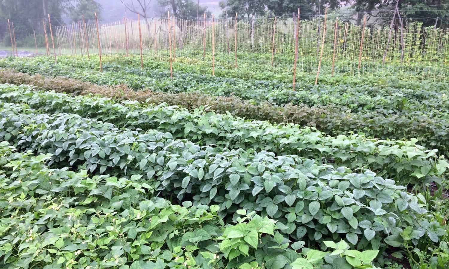 It’s e-Farmony: Suzanna Denison Pairs Landless Farmers with Landowners